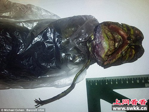 外星人尸体冰箱