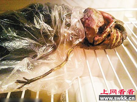 外星人尸体冰箱