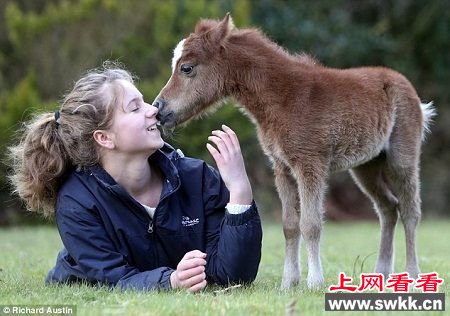 据信,这匹小马长大后身高也不会超过1米