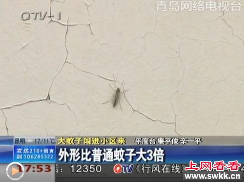 超级蚊子
