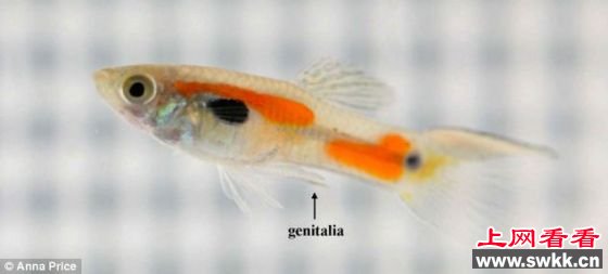 加拿大科学家发现貌似善意的雄孔雀鱼生殖器进化出倒刺，迫使不接受雄性感情的雌性和它交配。