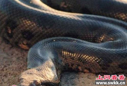 寻找世界上最大的蛇 四川发现罕见巨蟒据说有55米(图)