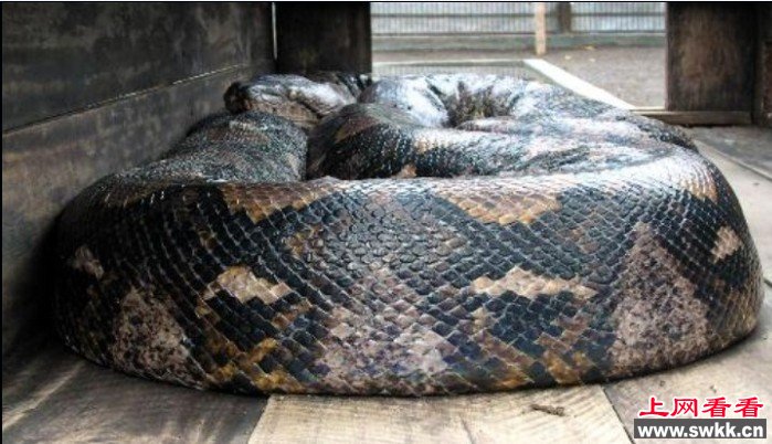 世界上最大最大蛇
