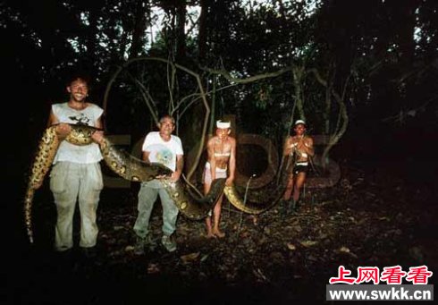 世界上最大最大蛇