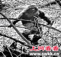 盘点世界各地的“野人”传说