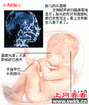 胎儿发育图谱: 29~32周时的胎儿 胎儿发育图谱: 29~32周时的胎儿