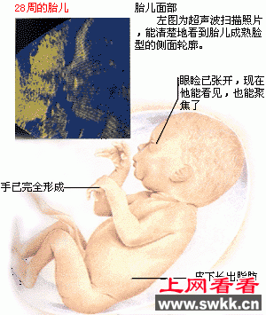 胎儿发育图谱: 25~28周时的胎儿 胎儿发育图谱: 25~28周时的胎儿