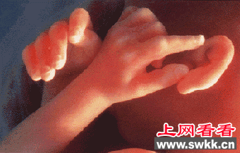 胎儿发育图谱: 17~20周时的胎儿 胎儿发育图谱: 17~20周时的胎儿