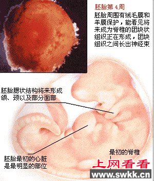 胎儿发育图谱:1~4周时的胎儿 胎儿发育图谱:1~4周时的胎儿