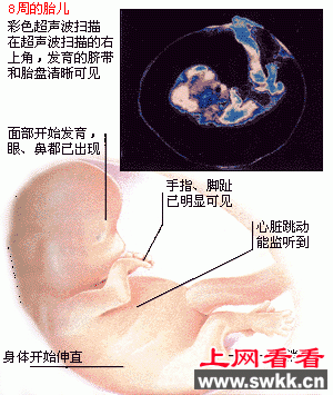 胎儿发育图谱:5~8周时的胎儿 胎儿发育图谱:5~8周时的胎儿