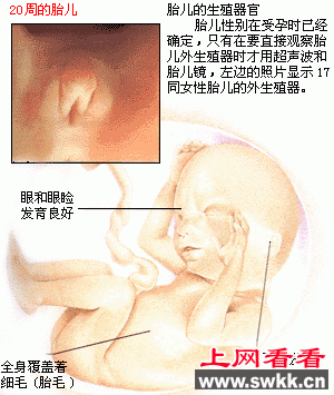 胎儿发育图谱: 17~20周时的胎儿 胎儿发育图谱: 17~20周时的胎儿