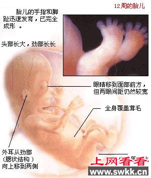 胎儿发育图谱: 9~12周时的胎儿 胎儿发育图谱: 9~12周时的胎儿