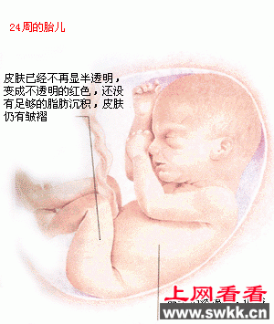 胎儿发育图谱: 21~24周时的胎儿 胎儿发育图谱: 21~24周时的胎儿
