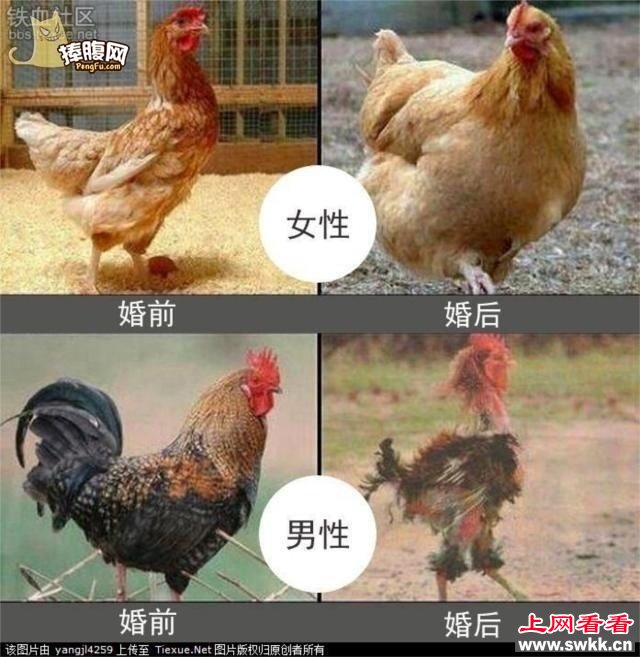 结婚前后男女的对比