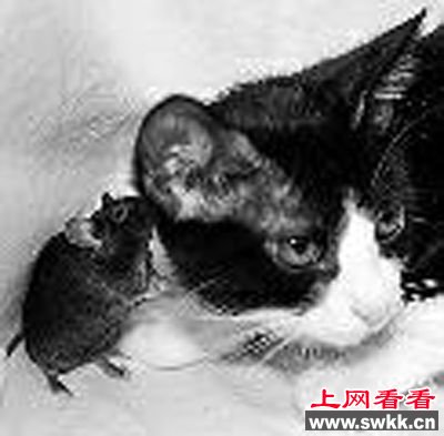 克隆“夜光兔”帮人类治病(图)