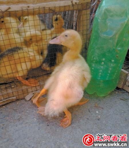 双黄蛋能孵化出鸡来吗？双黄蛋孵出个四脚鸭(图)
