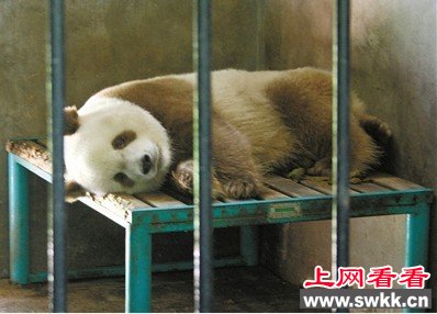 棕色大熊猫罕见基因突变大熊猫不只白加黑(组图)