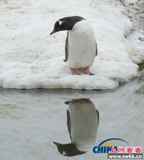 南极企鹅“照镜子”10分钟 陶醉于倒影显自恋(图)