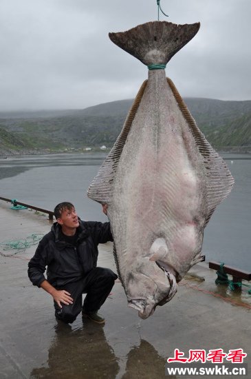 世界最重 重达200公斤比目鱼在挪威海域捕获(图)