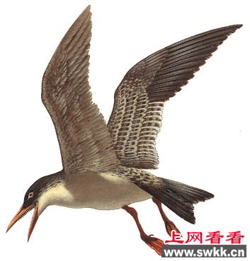 探寻远古鸟类:鱼鸟