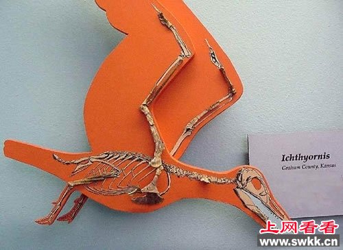 探寻远古鸟类:鱼鸟