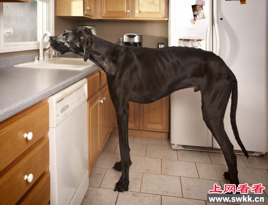 是世界上最高的狗，年龄为3岁，从脚到肩高约1.12米