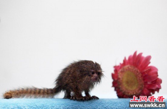这是世界上最小的猴类