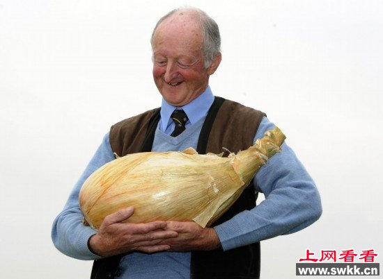 种植者PeteGlazebrook捧着他重达8.15公斤的洋葱