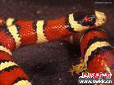 科考队在神龙架发现怪蛇，可以随意组合，由数百块个体组成，散开以后几秒内组成一条完整的蛇