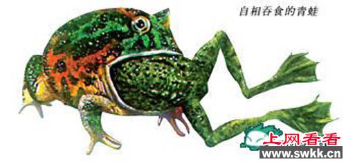 贵州一水田数万只长牙的青蛙互相残杀吞食