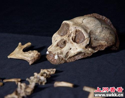 北京西城发现8具3米高的史前人类骨骼