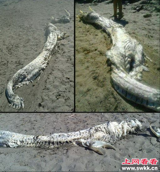 西班牙海滩惊现龙形海怪(图)