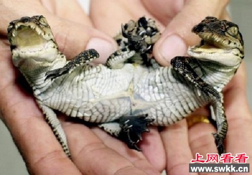 泰国出生的连体鳄鱼