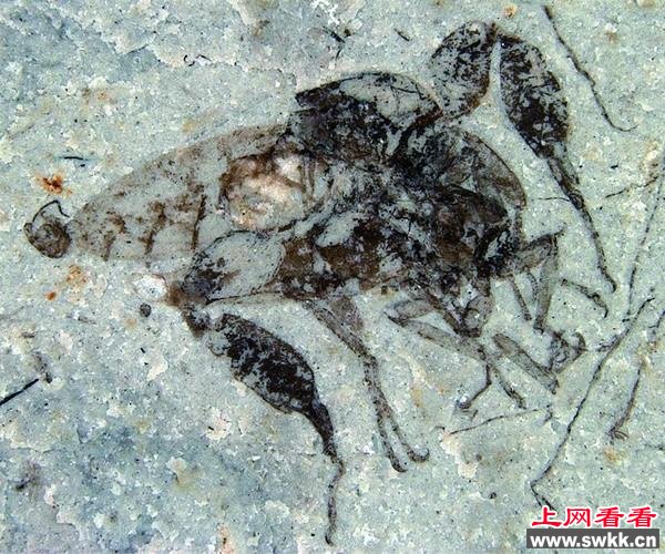科学家发现恐怖虫化石生命仅十几天(图)