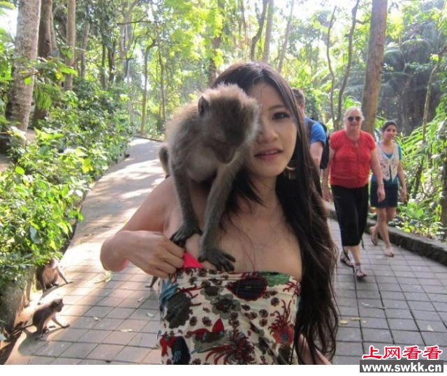 猴抓妹_性感美女游客遭色猴袭击 性感美女游客遭“色猴”袭击 