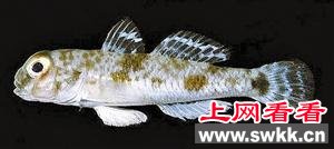 虾虎鱼攀悬崖 央视纪录片生命的片段 