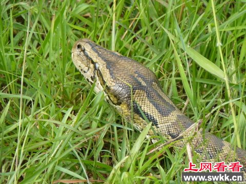 张嘴可吞活人 探秘非洲体型最巨大的非洲岩蟒