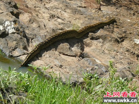 张嘴可吞活人 探秘非洲体型最巨大的非洲岩蟒