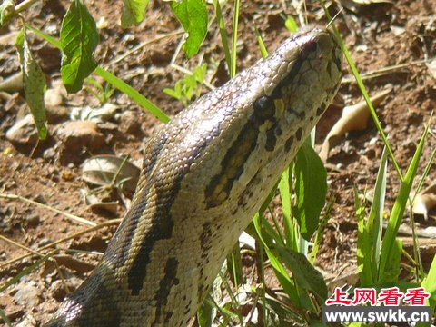 张嘴可吞活人 探秘非洲体型最巨大的非洲岩蟒