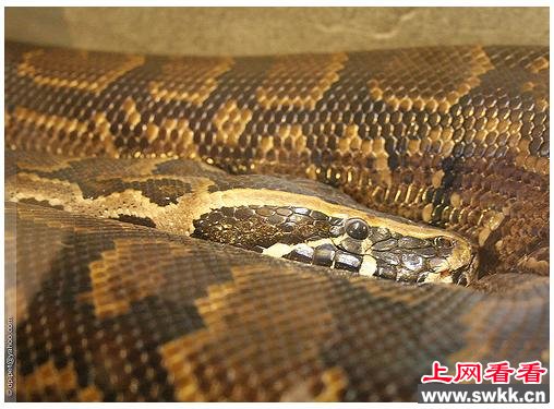 张嘴可吞活人 探秘非洲体型最巨大的非洲岩蟒