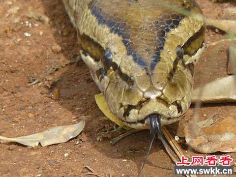 张嘴可吞活人 探秘非洲体型最巨大的非洲岩蟒
