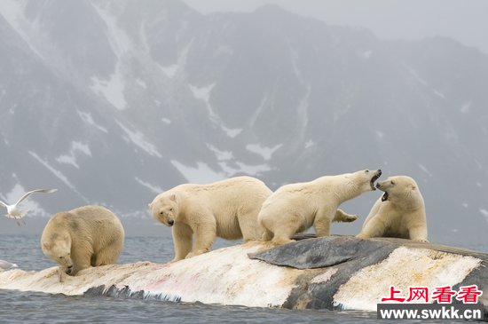 组图：摄影师拍北极熊吞食死鲸鱼照片