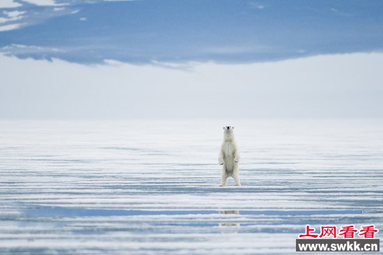 组图：摄影师拍北极熊吞食死鲸鱼照片