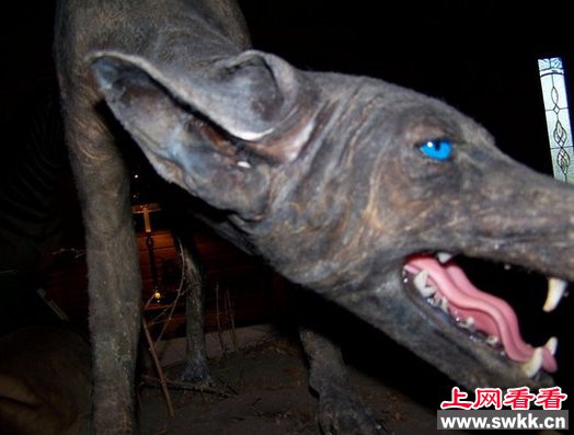 美洲的吸血动物,卓柏卡布拉