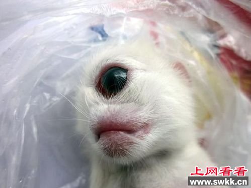四川天眼猫独眼萌物惹人爱 盘点令人惊呼的天眼生物
