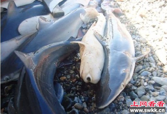四川天眼猫独眼萌物惹人爱 盘点令人惊呼的天眼生物