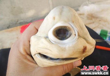 四川天眼猫独眼萌物惹人爱 盘点令人惊呼的天眼生物