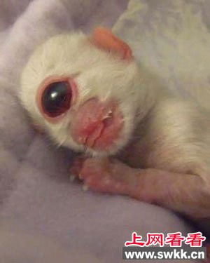 四川天眼猫独眼萌物惹人爱 盘点令人惊呼的天眼生物