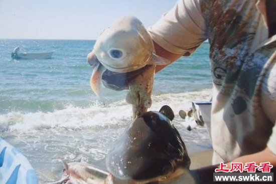 四川天眼猫独眼萌物惹人爱 盘点令人惊呼的天眼生物