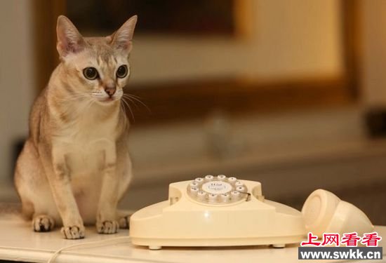 英一小猫电话 报警 致警方破门而入 主人无奈修门(图)